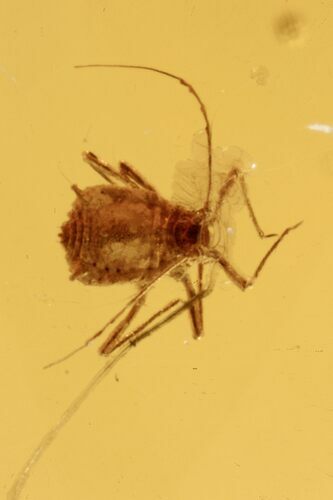 Fossil Aphid Nymph and a Mite (Acari) in Baltic Amber #270580